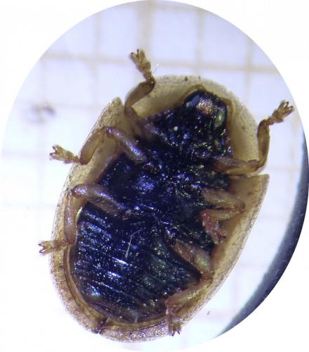 Réf. 254 382 : Hypocassida sp.